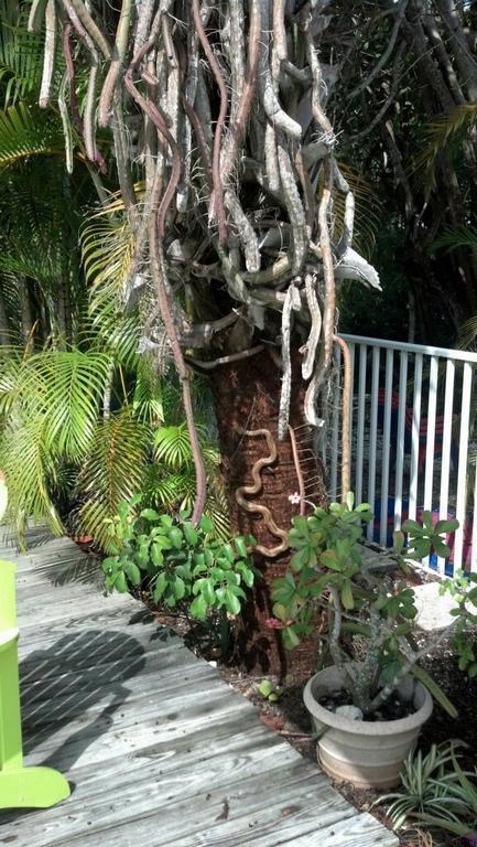 Sunshine Island Inn - Adults Only Sanibel Esterno foto